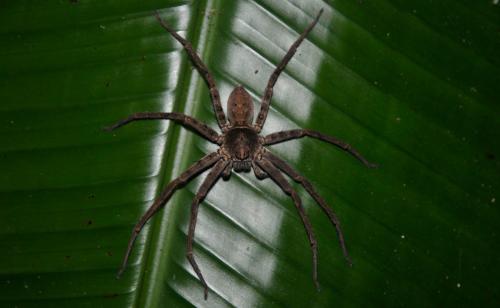 Réf. 318 550 : Heteropoda nobilis